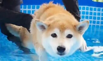 柴犬のちょっとだけ『エア犬かき』が話題に!「水に浸かる前から理解しててお利口さん」「効果ありですね」