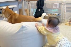 柴犬に触れたいという想いがつかまり立ちの成功につながった！?「子供の好奇心は成長を促しますね」