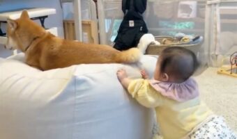 柴犬に触れたいという想いがつかまり立ちの成功につながった!?「子供の好奇心は成長を促しますね」