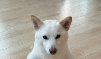 まるで武士!?白柴犬の座り方が話題に!「素晴らしき武士道」「武将気分を味わえる」