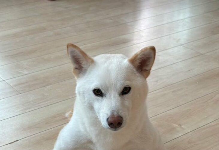 まるで武士！？白柴犬の座り方が話題に！「素晴らしき武士道」「武将気分を味わえる」