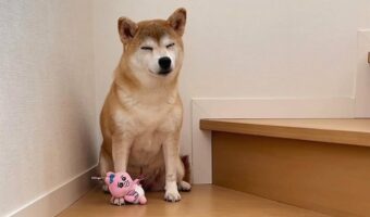 イタズラがバレた!?笑ってその場をしのぎきろうとする柴犬に「表情豊か」「見つかっちゃたね」