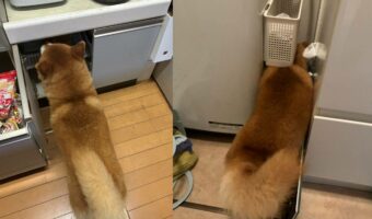 雷が怖い！狭いところに入りたがる柴犬ですが・・。どこにも入れず最終的に向かったその先とは？？