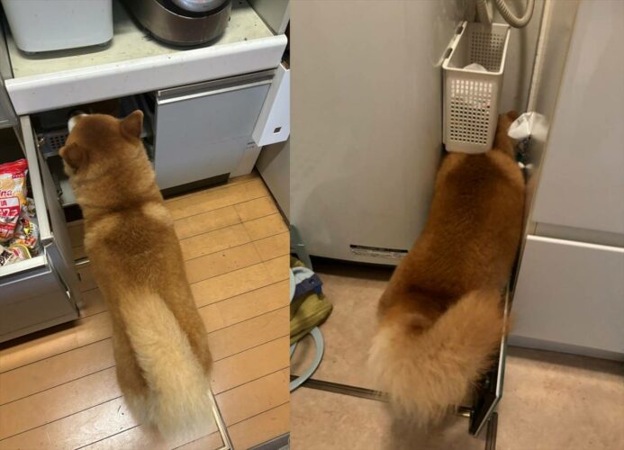 雷が怖い！狭いところに入りたがる柴犬ですが・・。どこにも入れず最終的に向かったその先とは？？