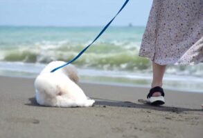 ペキニーズが大慌て！ビーチでくつろいでいたところに波が迫ってきて・・「スリリングな経験ができましたね」