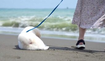ペキニーズが大慌て！ビーチでくつろいでいたところに波が迫ってきて・・「スリリングな経験ができましたね」