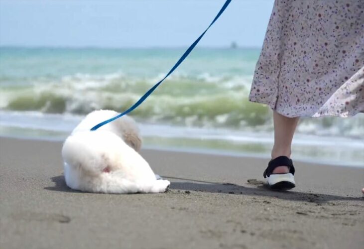 ペキニーズが大慌て！ビーチでくつろいでいたところに波が迫ってきて・・「スリリングな経験ができましたね」