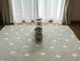 キレイに整列している犬たちが話題に！「縦列駐車？」「そのままエグザイルやってほしい」