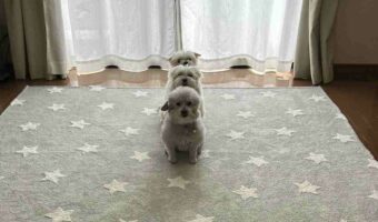 キレイに整列している犬たちが話題に!「縦列駐車?」「そのままエグザイルやってほしい」