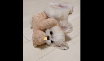 ポメシーズがぬいぐるみをぎゅ～！初めて一緒にねんねした時の映像がかわいすぎる！「どっちがぬいぐるみかわからない」