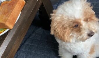 パンが欲しいトイプードル。逆に極力見ないように努めている姿に「けなげすぎてかわいい」「そっぽ向くのがいじらしい」