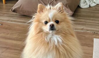 背筋を伸ばして直立しているポメラニアンが話題に!その姿に「これは中に人がいますね」「本当にワンちゃん?」