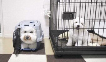 なんだか違和感!?ケージとクレートに入るビションフリーゼたちの姿が話題に!「むしろ逆、的な?かわいいわぁ」