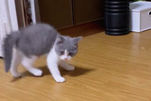 やんのかステップをしていた子猫がコテン！床に寝転がる姿に「やばっ天使がいる」「コテンの後の顔もかわいい」