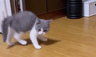 やんのかステップをしていた子猫がコテン!床に寝転がる姿に「やばっ天使がいる」「コテンの後の顔もかわいい」