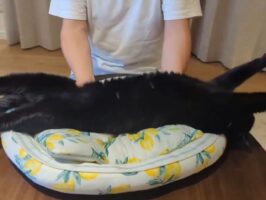 「なんでこんなに無抵抗なんだろう」どれだけ揺らしても嫌がらないネコが話題に！