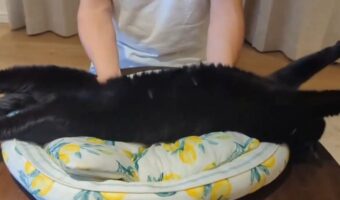 「なんでこんなに無抵抗なんだろう」どれだけ揺らしても嫌がらないネコが話題に！