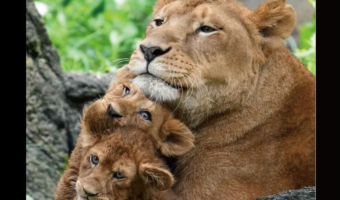 割り込みしようとする子ライオン。きょうだいがママライオンにだっこされているところに頭をねじ込む姿が話題に!「見ていて幸せになれるショット」