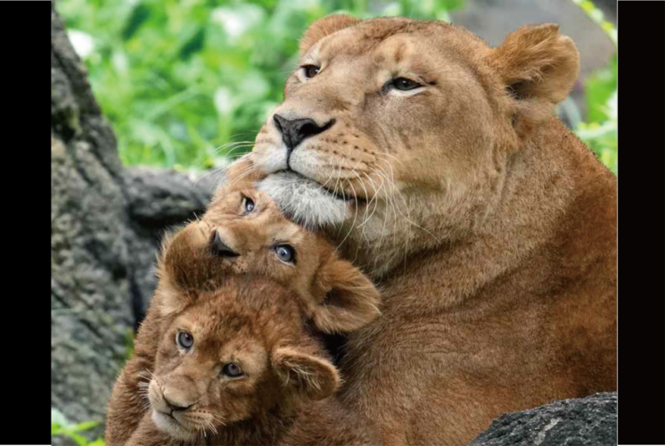 割り込みしようとする子ライオン。きょうだいがママライオンにだっこされているところに頭をねじ込む姿が話題に！「見ていて幸せになれるショット」