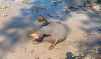 ゾウの赤ちゃんがバシャバシャ！水遊びを楽しんでいるけど・・起き上がれるかな？