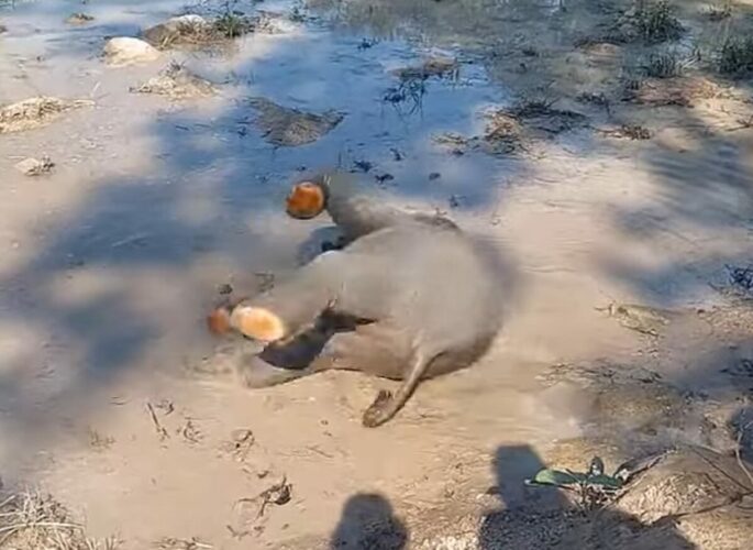 ゾウの赤ちゃんがバシャバシャ！水遊びを楽しんでいるけど・・起き上がれるかな？