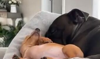 ダックスフンドが大きなクッションにごろん!のんびりリラックスするよりも・・遊びたい?【アメリカ・動画】