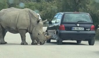 サイのパワーに驚愕!角を差し込みホイールカバーを外したと思ったら・・オモチャにした!?【海外・動画】