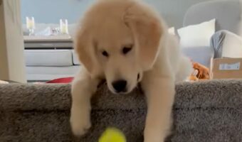 子犬が好きなのはボール遊び！ではなく・・階段から落としたボールを人間に取って来させること！？【アメリカ・動画】