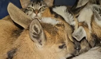 身を寄せ合って寝ようとしているヤギの赤ちゃんたち。あれれ?その中にシルエットの異なる子が!!