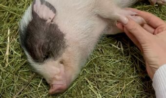 どんな夢を見ているのかな？子ブタがぐっすりねんね中！！