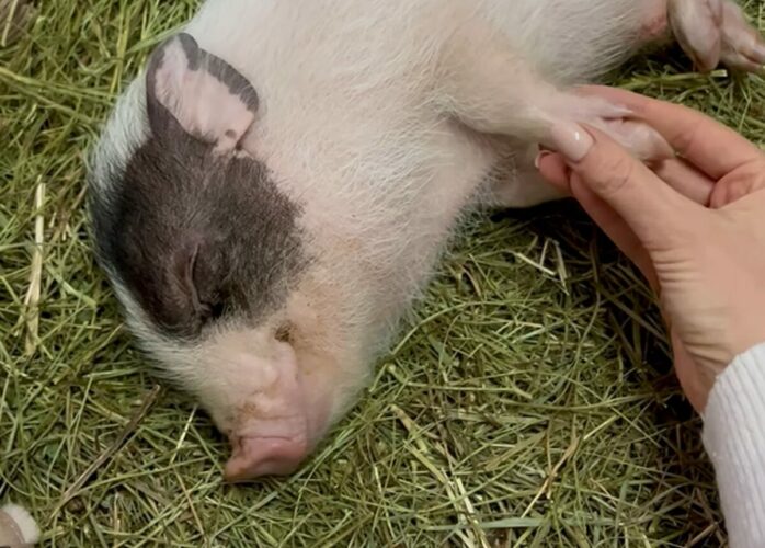 どんな夢を見ているのかな？子ブタがぐっすりねんね中！！