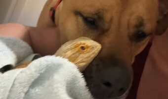 愛犬の親友はトカゲ?!フトアゴヒゲトカゲと顔を寄せ合う姿にほっこり【アメリカ・動画】