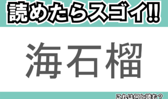 【読めたらスゴイ!】「海石榴」とは一体何のこと!?海とは入っていますが「控えめな素晴らしさ」等の花言葉のある植物の事ですが・・・この漢字を読めますか?