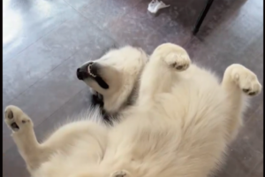 なでられ待ちをするアラスカンマラミュート。一度中断して戻ってきても同じ体勢で待つ姿がかわいすぎる！