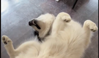 なでられ待ちをするアラスカンマラミュート。一度中断して戻ってきても同じ体勢で待つ姿がかわいすぎる！