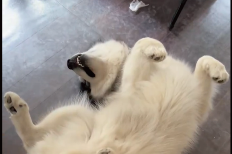 なでられ待ちをするアラスカンマラミュート。一度中断して戻ってきても同じ体勢で待つ姿がかわいすぎる！