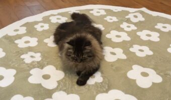 ラガマフィンは新しいラグの点検に余念がない！入念にチェックするその姿に反響