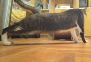 なぜか夏になると胴体着陸する？ネコが後ろ脚をスゥィーーーとする姿がクセになる！「こうする事で涼を感じるのかも」