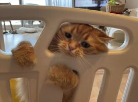 赤ちゃんへの愛が爆発！？ベビーサークルに入る勢いのネコに「母性があふれている」「添い寝したいんですかね」