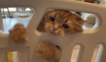 赤ちゃんへの愛が爆発!?ベビーサークルに入る勢いのネコに「母性があふれている」「添い寝したいんですかね」