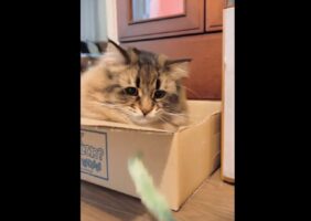 小刻みな猫パンチに反響！「人間だったらプロボクサー」「手出す瞬間、一緒に口開くのかわいい」