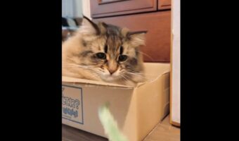 小刻みな猫パンチに反響!「人間だったらプロボクサー」「手出す瞬間、一緒に口開くのかわいい」