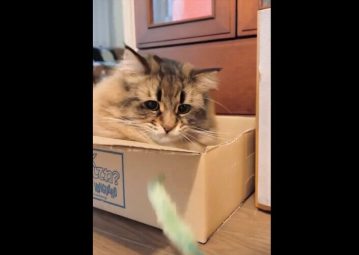 小刻みな猫パンチに反響！「人間だったらプロボクサー」「手出す瞬間、一緒に口開くのかわいい」