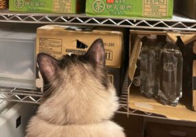 備蓄品の在庫チェックをしていたら二度見した！「さりげない上に最高のポジショニング」「購入したい」