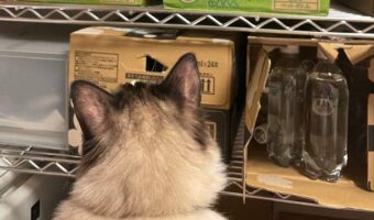 備蓄品の在庫チェックをしていたら二度見した!「さりげない上に最高のポジショニング」「購入したい」