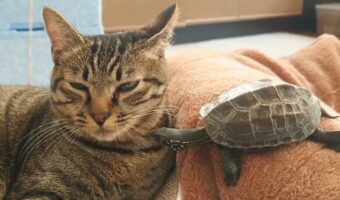 クサガメだって猫吸いしたい！？クサガメとネコのやり取りに反響「絶妙な駆け引きでかわいらしい」「平和で良きですね」