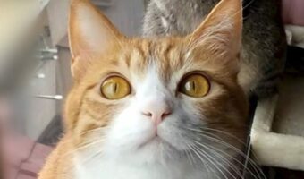 ネコたちのツーショット。対照的な表情をしているかわいいし面白い光景が話題に