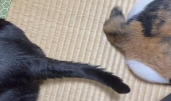 ネコのしっぽがピトッ!くっついて動きが止まる瞬間が話題に!「磁石!? 惹かれあう運命かしら」「長さが違うのもかわいい」