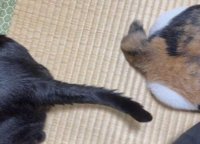 ネコのしっぽがピトッ！くっついて動きが止まる瞬間が話題に！「磁石！？ 惹かれあう運命かしら」「長さが違うのもかわいい」
