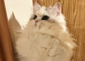 おててないないの中身が最高過ぎた！「おててが毛に埋もれてる～」「収納が上手」